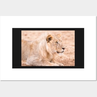 Serengeti Lion #2 Posters and Art